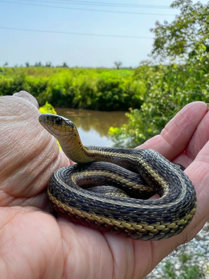 Butler's Garter Snake